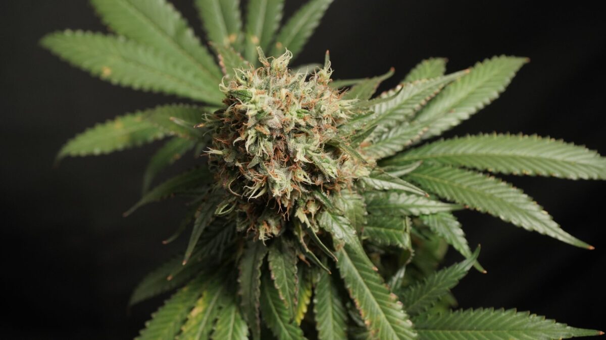 fleurs cbd reconnaître cas usage profil